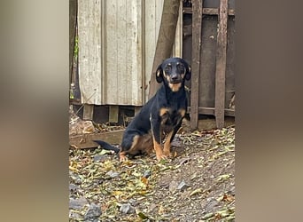 Schmusemaus SMILLA will endlich mit ihren eigenen Menschen kuscheln