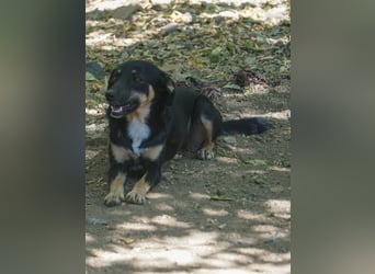 Schlaue Anika sucht ihr Für-Immer-Zuhause
