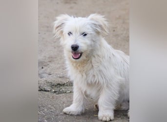 Kleiner KASPER will endlich nach Deutschland ausreisen!