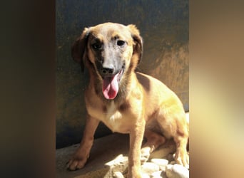 Schlaue ALMA sucht ein für immer Zuhause