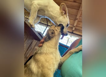 Fröhlicher SMOKY sucht Menschen zum Spielen und Toben!