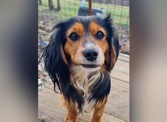 Bezaubernder zuckersüßer BOBISHA sucht sein Für-Immer-Zuhause