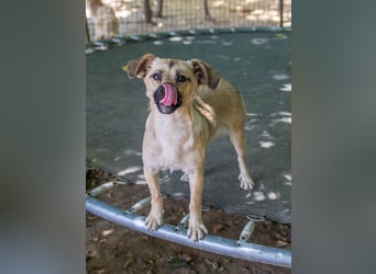 Fröhlicher SMOKY sucht Menschen zum Spielen und Toben!