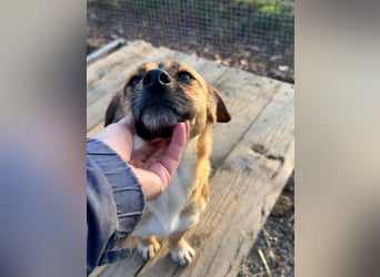 Herzensmensch gesucht - liebe MILLIE hofft auf den Hauptgewinn "FÜR-IMMER-ZUHAUSE"