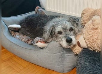 Verspielter Hunde-Opi BUDDY kann in 29413 Dähre kennengelernt werden