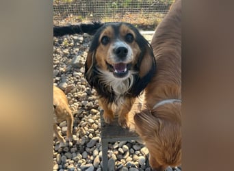 Bezaubernder zuckersüßer BOBISHA sucht sein Für-Immer-Zuhause