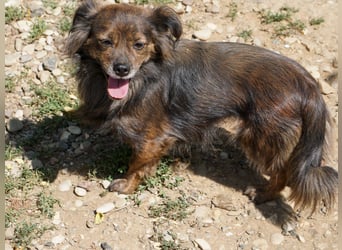 Kuckuck, wer schenkt Traumhündin EMILIJA ein liebevolles Zuhause?