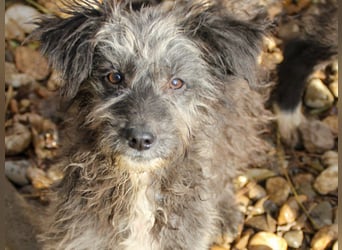 Fellknäul KEANU möchte endlich mit seiner eigenen Familie Kuscheln und Toben