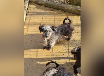 Fellknäul KEANU möchte endlich mit seiner eigenen Familie Kuscheln und Toben