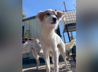 Kuschelmaus ANNEMARIE sucht ein Zuhause