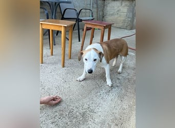 Ruhiger BEPI sucht sein Glück