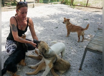 SENA sanft, sozial, sucht neugierig nach Ihren Herzensmenschen