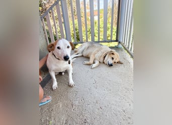 BEPI - Wer löst sein Ticket ins Glück und schenkt ihm ein liebevolles, ruhiges Zuhause