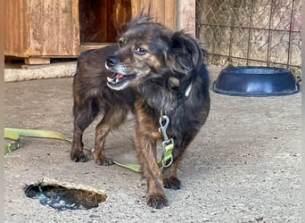 Hoppla - liebenswerte EMILIJA sucht ein liebevolles Zuhause