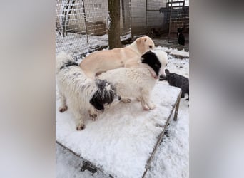 PUPIN kleines absolut einzigartiges Energiebündel