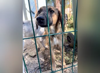 Schlaue ALMA sucht ein für immer Zuhause