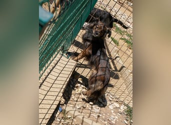 Kuckuck, wer schenkt Traumhündin EMILIJA ein liebevolles Zuhause?