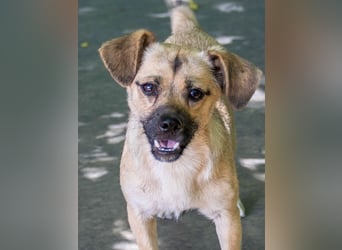 supersüßer & supersozialer Captain SMOKY möchte gerne nach Hause reisen !