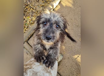 Fellknäul KEANU möchte endlich mit seiner eigenen Familie Kuscheln und Toben