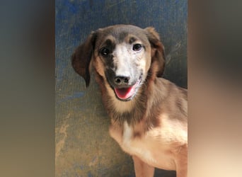 Schlaue ALMA sucht ein für immer Zuhause