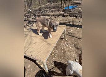 Zuckersüßes Hundemädel CAROLINA ist verspielt und verschmust