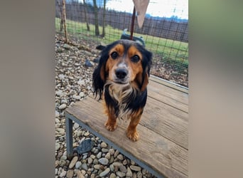 Bezaubernder zuckersüßer BOBISHA sucht sein Für-Immer-Zuhause