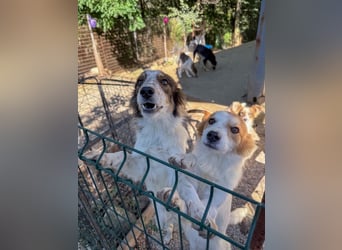 Kuschelmaus ANNEMARIE sucht ein Zuhause