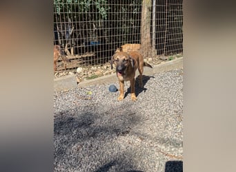 Schlaue ALMA sucht ein für immer Zuhause