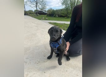 DINGO – mutiger kleiner Abenteurer