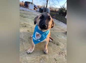 LUCKY – kleiner charmanter Herzensbrecher