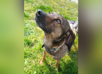 LOLA - Auf Pflegestelle in Schorndorf (Deutschland)