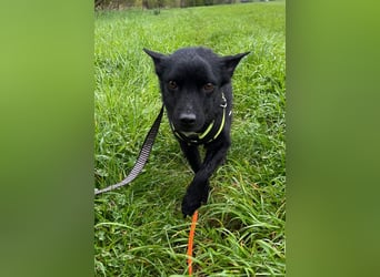 KALLE - Auf Pflegestelle in 72124 Pliezhausen (bei Stuttgart)