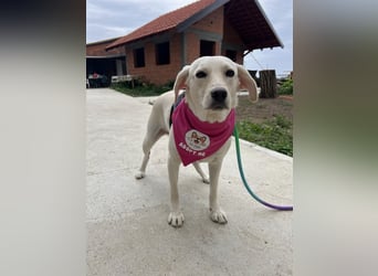 Tessa – ein kleiner Engel in Weiß sucht ein liebevolles Zuhause