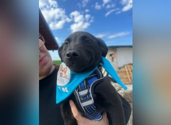 DINGO – mutiger kleiner Abenteurer