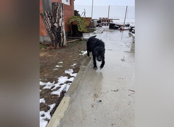 CRNI – lebensfroher Rüde mit zarter Seele