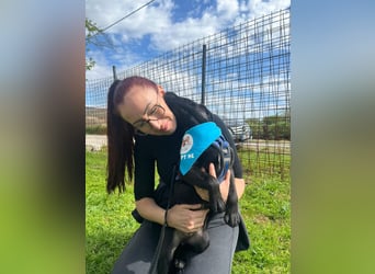 DINGO – mutiger kleiner Abenteurer