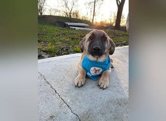 LUCKY – kleiner charmanter Herzensbrecher