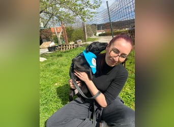 DINGO – mutiger kleiner Abenteurer