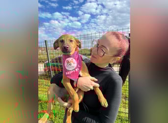 MACY – sanfte Kuschelmaus mit großem Herz