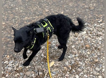 KALLE - Auf Pflegestelle in 72124 Pliezhausen (bei Stuttgart)