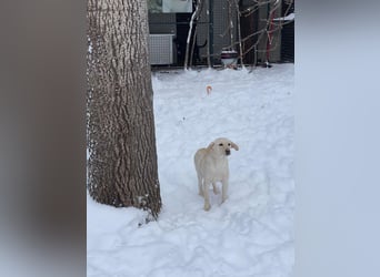 Tessa – ein kleiner Engel in Weiß sucht ein liebevolles Zuhause