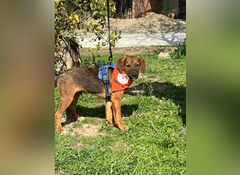 BODO – kleiner Entdecker mit großem Herz