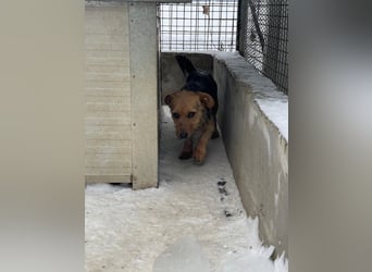 JETTE – sanfte, sensible Hündin mit viel Potenzial