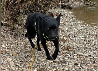 KALLE - Auf Pflegestelle in 72124 Pliezhausen (bei Stuttgart)