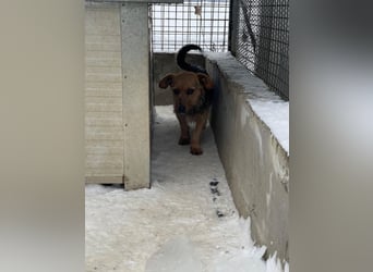 JETTE – sanfte, sensible Hündin mit viel Potenzial