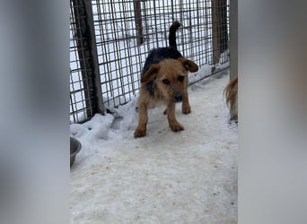 JETTE – sanfte, sensible Hündin mit viel Potenzial