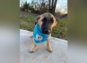 LUCKY – kleiner charmanter Herzensbrecher