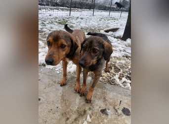 ALMA – sanfte, freundliche Seele