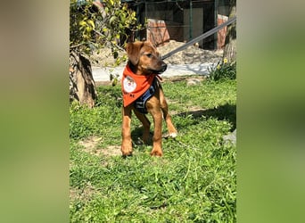 BODO – kleiner Entdecker mit großem Herz