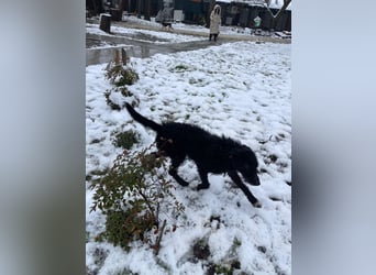 CRNI – lebensfroher Rüde mit zarter Seele